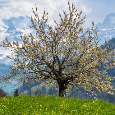 Frühling im Kandertal – Bild: Simon Schuhmacher
