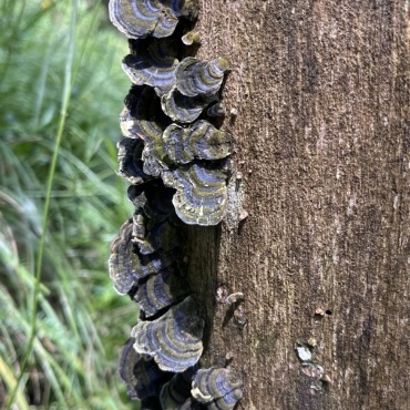 Waldbegegnung eingesandt von Erika Bärtschi, Frutigen.