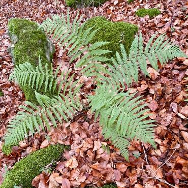 Herbst im Wald. Bild: Chlaus Lötscher