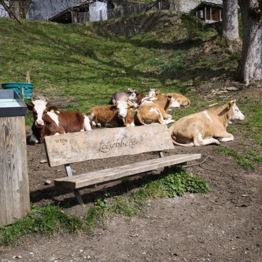 Mittagsrast bei der Tellenburg – Bild: Paul Wermuth, Frutigen