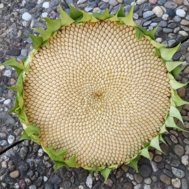 Kunstwerk aus dem Garten - Bild: Therese Horrer-Bärtschi