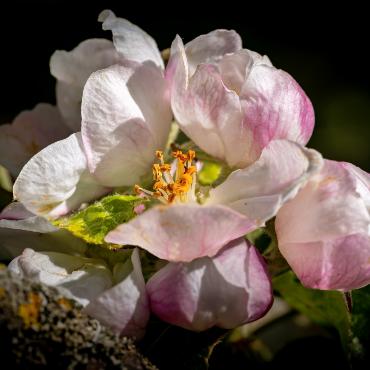 Apfelblüte – Bild: Martin Wenger