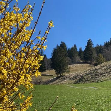 Auch oberhalb des Scharnachtals sagt sich bereits der Frühling an. Aufgenommen von Peter von Känel-Stoller