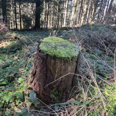 Hocker mit Sitzkissen - Bild: Erika Bärtschi