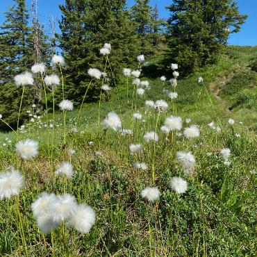 Wanderung auf die Wetterlatte - Bilder: Peter von Känel-Stoller