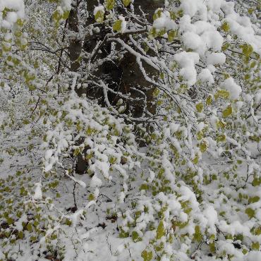  Markus Zurbuchen findet die grünen Buchenblätter mit ihrem Schneehut etwas seltsam.
