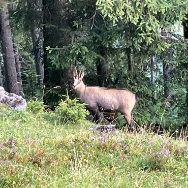 Gämse oberhalb Griesalp - Bild: Anna Reichen