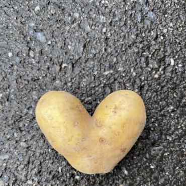 Diese herzige Kartoffel im wahrsten Sinne des Wortes fotografierte Erika Bärtschi aus Frutigen