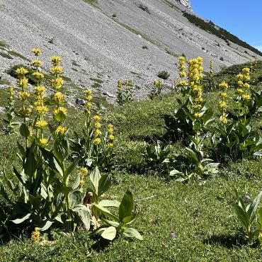 Kandersteg-Stock - Bild: Urlich Vogt