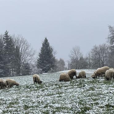 Fast wie Weihnachten … Bild: Chlaus Lötscher