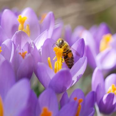 Die ersten Bienen sind bereits auf der Suche nach Pollen. Bild: Therese Zaugg