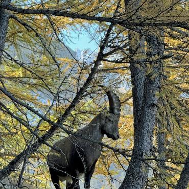 Steinbock – eine eindrückliche Begegnung im goldenen Herbstwald aufgenommen von Annerös Schneider.