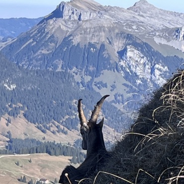 Die Frutigerin Erika Bärtschi genoss eine aussichtsreiche Wanderung aufs Augstmatthorn