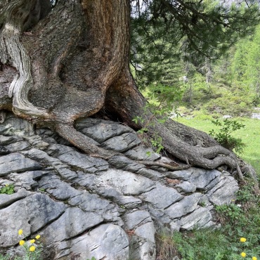 Dieser Baum hat sich einen interessanten Standort ausgesucht - Bild: Erika Bärtschi