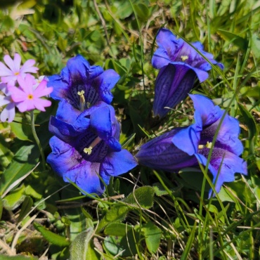 Enziane auf der Engstligenalp - Bild: Paul Wermuth, Frutigen