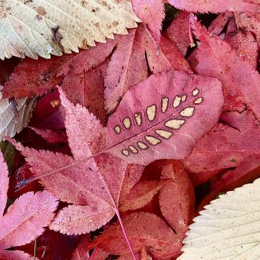 «Zauberhafte Kunst des Herbstes» nennt Annerös Schneider aus Spiez ihr Foto