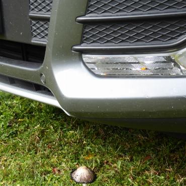 «Bitte lass mich stehen!» scheint der kleine Pilz dem grossen Auto zu sagen. Bild: Peter Marti