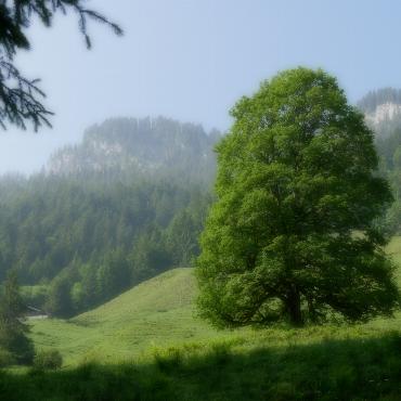 Mystische Sommermorgenstimmung mit "Rauch" aus Kanada - Bild: Therese Zaugg