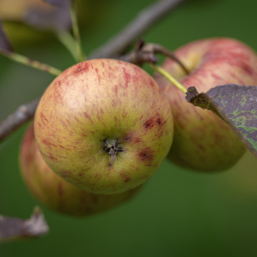 Äpfelpracht an Reinisch - Bilder: Martin Wenger