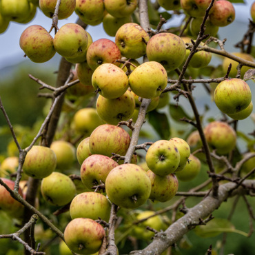 Äpfelpracht an Reinisch - Bilder: Martin Wenger