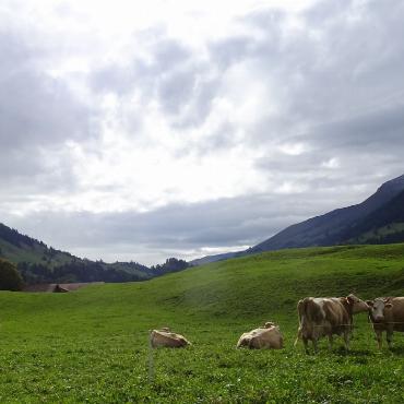 Kühe geniessen die Herbstweide. Bild: Ulrich Vogt