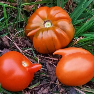 Einzigartige Tomaten - Bild: Therese Horrer-Bärtschi
