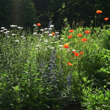 Es blüht im Garten von Herr Ulrich Vogt aus Frutigen.