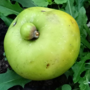 Apfel mit "Bauchnabel" - Bild: Therese Horrer-Bärtschi