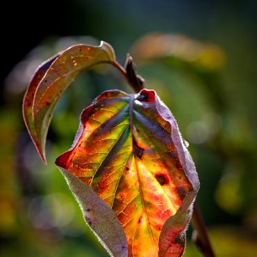 Vorboten des Herbstes - Bild: Martin Wenger