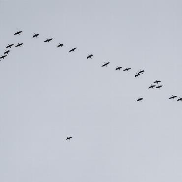 Kraniche über Wengi im Überflug in Richtung Norden – Bild: Markus Zurbuchen