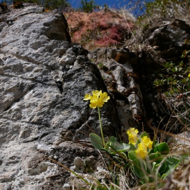 "Flühblumen, nun kommt der Frühling auch in den Bergen.", schrieb Therese Zaugg aus Aeschiried zu diesem Bild.