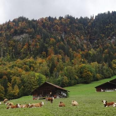 Auch wenn die Sonne nicht scheint, sind die Kühe an Horlauane zufrieden. Bild: Ulrich Vogt