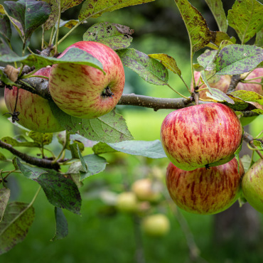 Äpfelpracht an Reinisch - Bilder: Martin Wenger