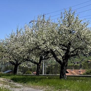 Blühendes Winklen - Bild: Ulrich Vogt