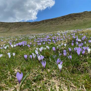 Krokusse auf der Engelalp – Bild: Peter von Känel-Stoller