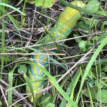 Handelt es sich hier um die Raupe des Totenkopfschwärmers? - Bilder: Anna Reichen