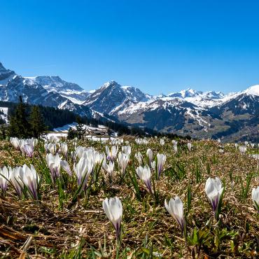 Bergfrühling an Metsch – Bild: Martin Wenger