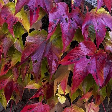 Herbstblätter - Bild: Erika Bärtschi