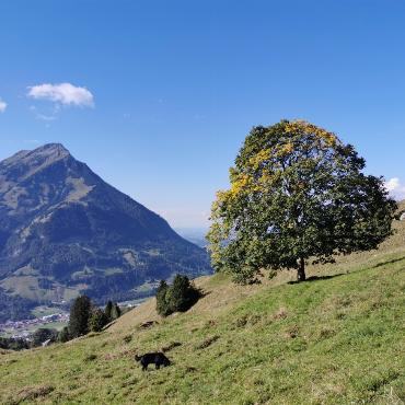 Paul Wermuth hat den Herbst gesehen