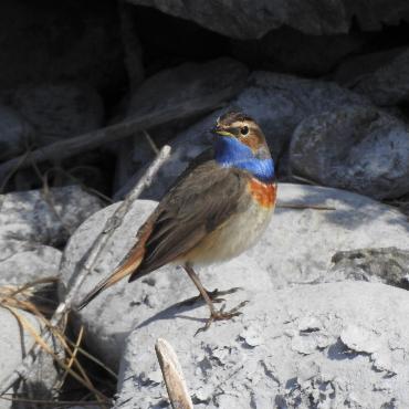 "Das Blaukehlchen erwies dem Frutigland seine Ehre.", schrieb uns Eduard Allenbach aus Frutigen.