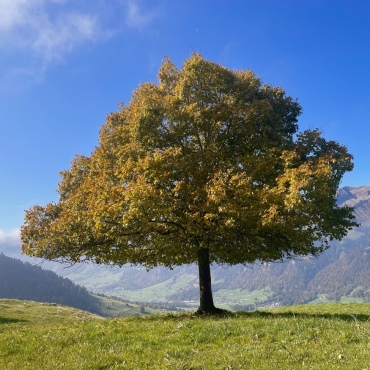 Linde mit Aussicht auf der Allmialp - Bild: Chlaus Lötscher