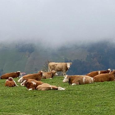 Oberhalb von Faltschen halten Rinder Siesta vor dem Winter. Bild: Peter von Känel