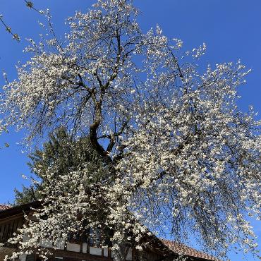 Frühling in Frutigen  – Bild: Ulrich Vogt