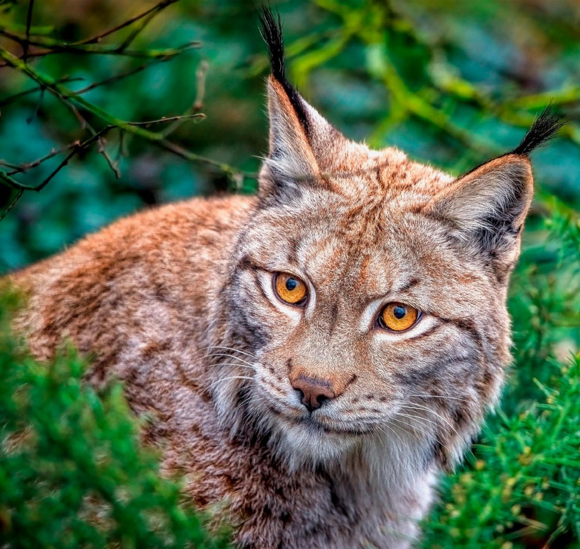 Der Luchs «B903»: Er darf nun doch geschossen werden - Das Bild wird blockiert. – Möglicherweise durch einen aktiven Adblocker.