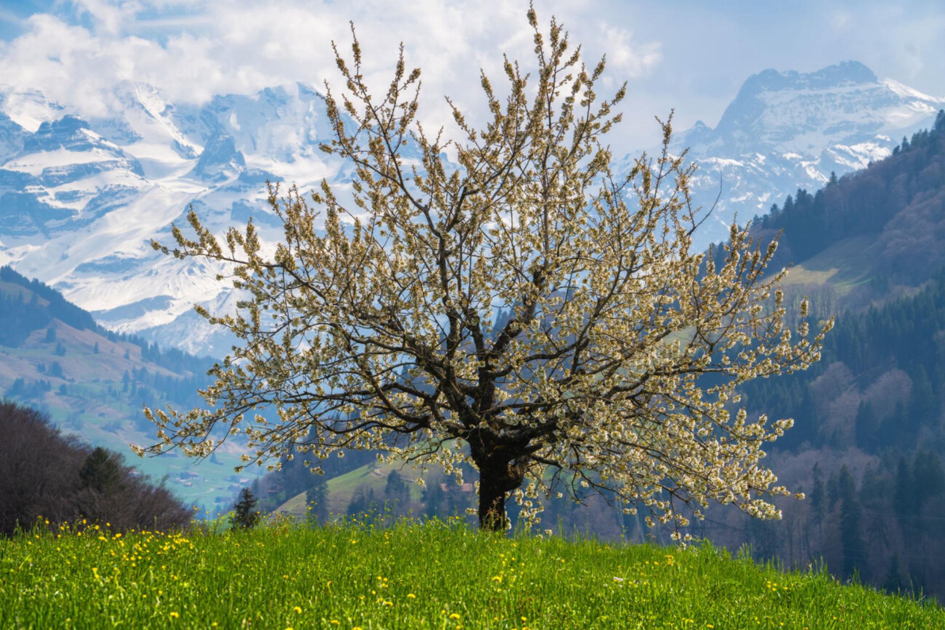 Frühling im Kandertal – Bild: Simon Schuhmacher