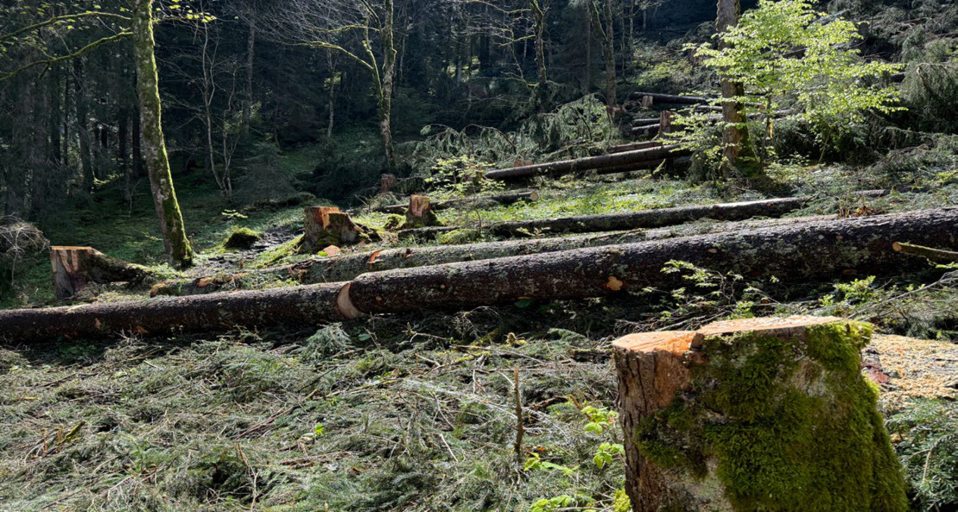 Kanton schlägt Holz im Suldtal