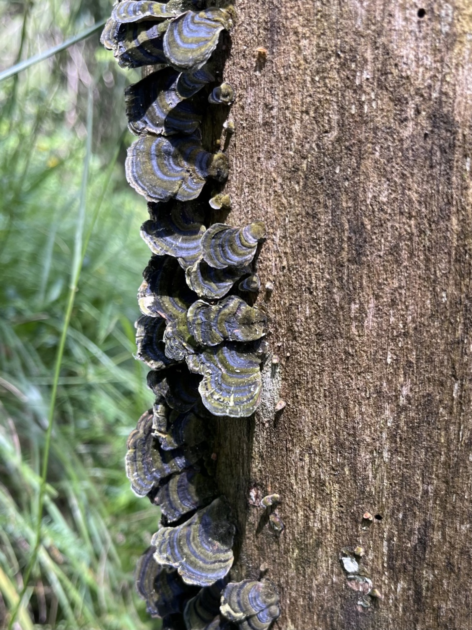 Waldbegegnung eingesandt von Erika Bärtschi, Frutigen.