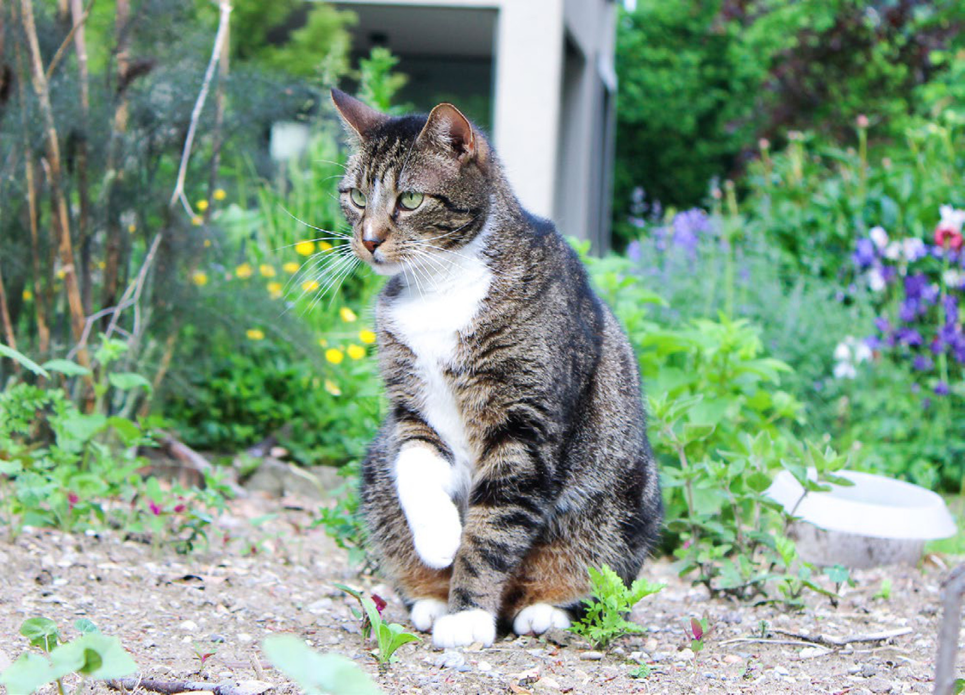 Nationalrat will keine Chip-Pflicht für Katzen