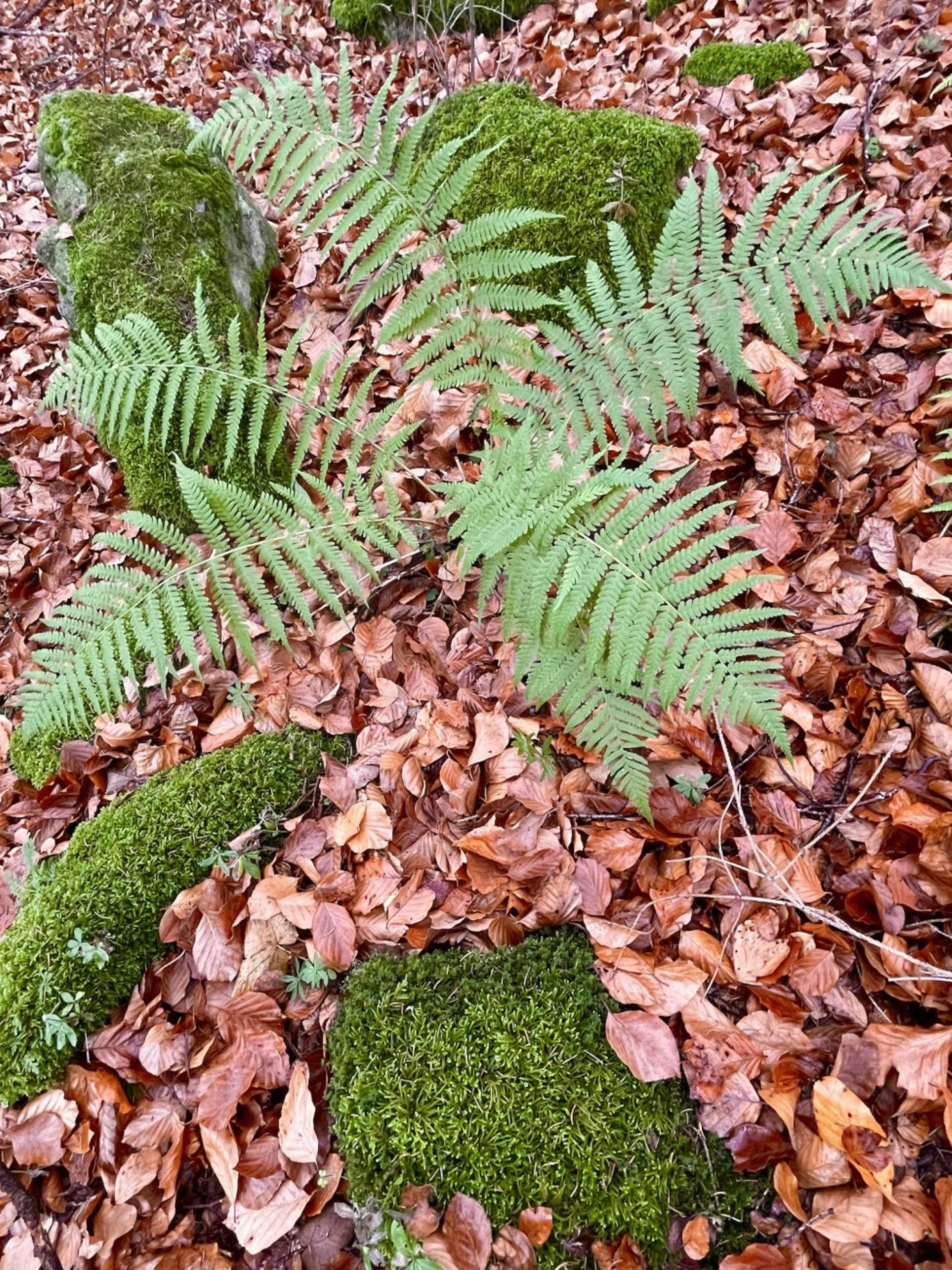 Herbst im Wald. Bild: Chlaus Lötscher