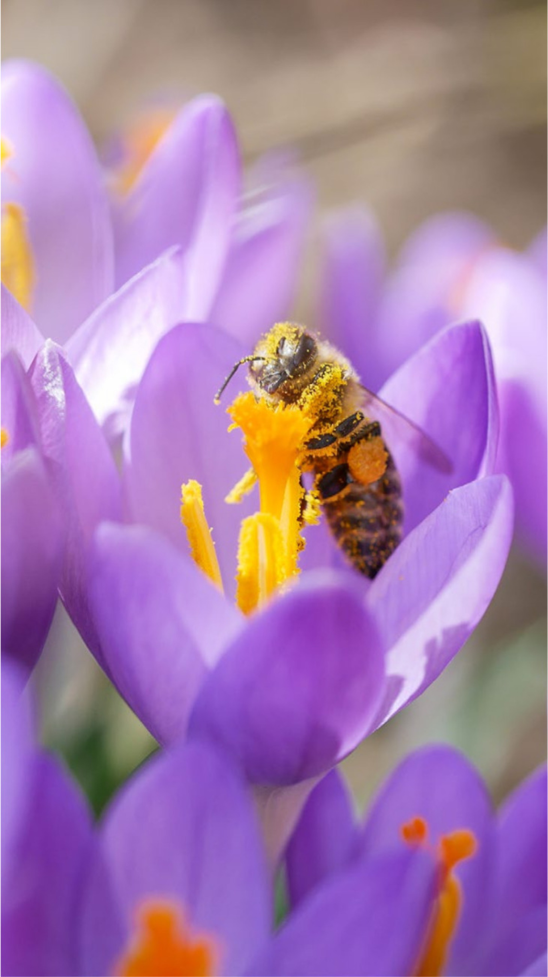 Eine Biene beim Pollensammeln Anfang März im Frutigland BILD: THERESE ZAUGG
